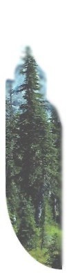 Fir trees